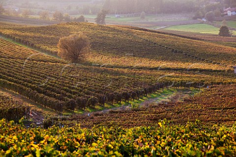 Vineyards in the Monferrato Hills near Nizza Monferrato south of Asti Piemonte Italy   Barbera dAsti