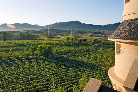 Vineyard at Chateau Changyu AFIP Global winery Ju Gezhuang Beijing Miyun County China