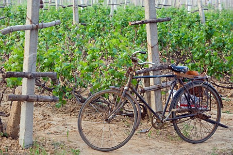 Bicycle in vineyard at Bodega Langes Hebei Province China