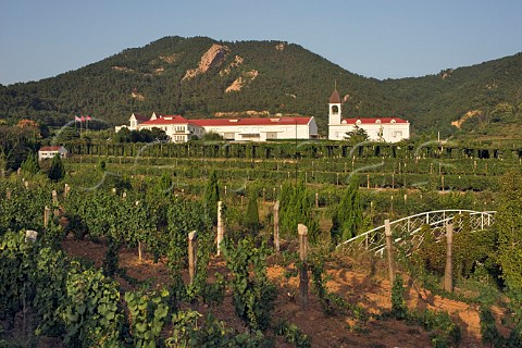 Vineyard at HuadongParry winery Qingdao Shandong Province China