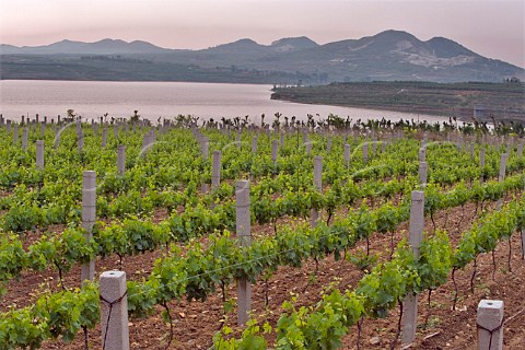 Vineyard of Junding winery near Penglai Shandong Province China
