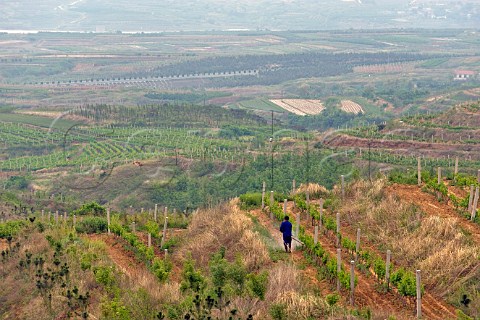 Worker spraying Bordeaux spray in vineyard of Junding winery near Penglai Shandong Province China