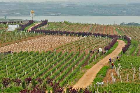 Road winding through vineyards of Junding winery near Penglai Shandong Province China