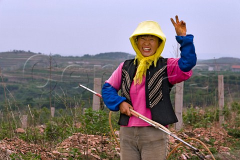 Woman worker in yellow scarf spraying Bordeaux spray in Junding winery vineyard near Penglai Shandong Province China