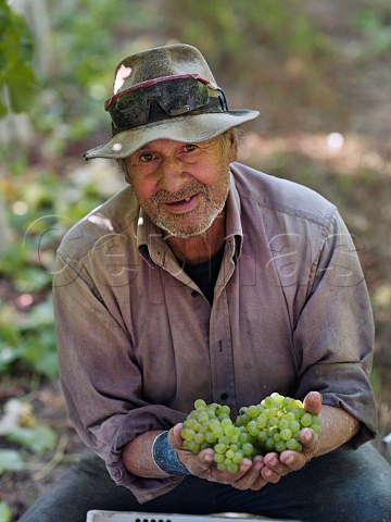 Picker with bunches of Sauvignon Blanc grapes in Paradones vineyard of Casa Silva   Colchagua Chile