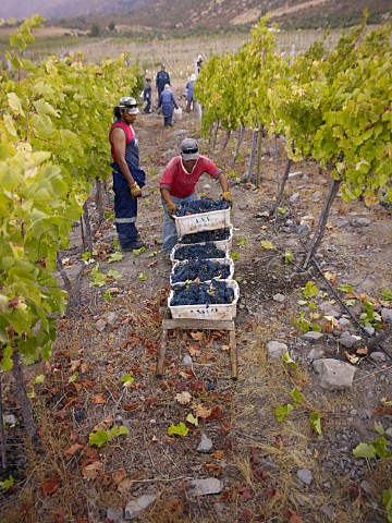 Harvesting Syrah grapes in vineyard of De Martino near La Serena Chile  Choapa Valley