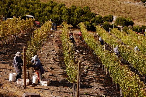 Harvesting Syrah grapes in vineyard of De Martino near La Serena Chile  Choapa Valley