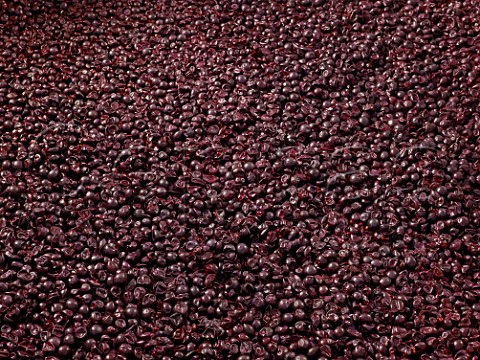 Fermentation of Carmenre grapes in the Clos Apalta winery of Lapostolle Colchagua Valley Chile