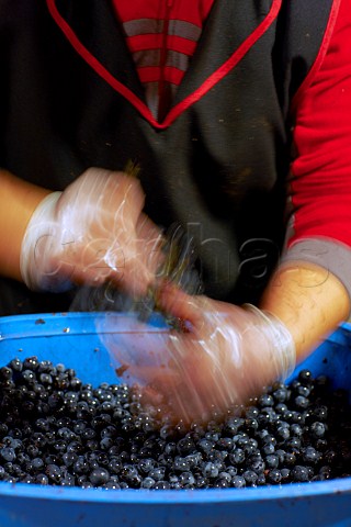 Hand destemming Carmenre grapes at Clos Apalta winery of Lapostolle Colchagua Valley Chile