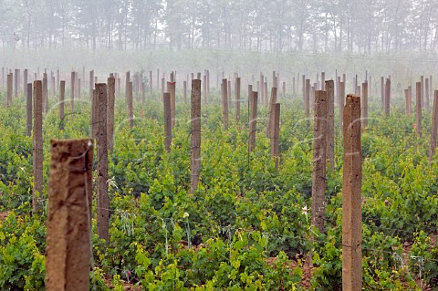 Vineyard at Grace Vineyard winery Yellow Plateau Taigu county near Taiyuan Shanxi Province China