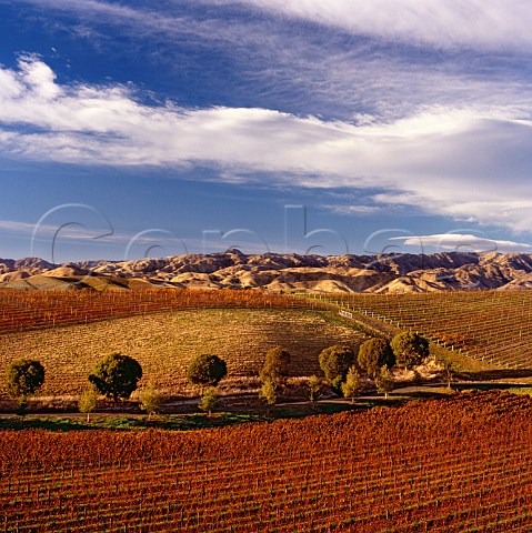 Hillside Pinot Noir vineyards of Dog Point on the ridge between the Brancott and Omaka Valleys Marlborough New Zealand