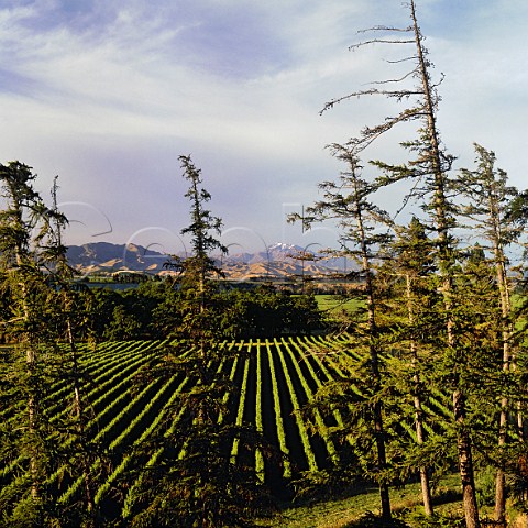 Brackenfield vineyard in the Awatere Valley Marlborough New Zealand