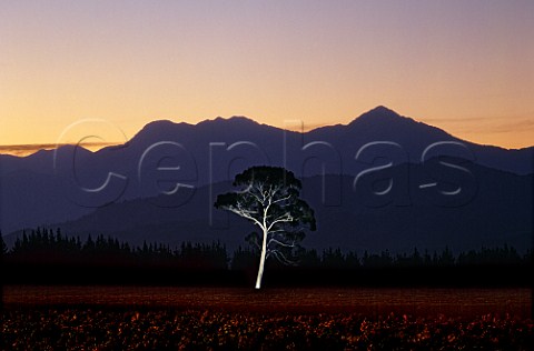 Eucalyptus tree illuminated at dusk in Lone Gum Vineyard   Wairau Valley Marlborough New Zealand