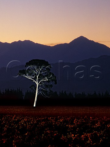 Eucalyptus tree illuminated at dusk in Lone Gum Vineyard   Wairau Valley Marlborough New Zealand