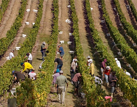 Harvesting hillside Pinot Noir grapes in Dog Point Vineyard on the ridge between the Brancott and Omaka Valleys Marlborough New Zealand
