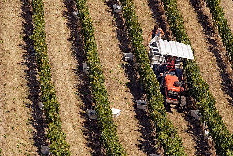 Collecting crates of hillside Pinot Noir grapes in Dog Point Vineyard on the ridge between the Brancott and Omaka Valleys Marlborough New Zealand