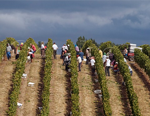 Harvesting hillside Pinot Noir grapes in Dog Point Vineyard on the ridge between the Brancott and Omaka Valleys Marlborough New Zealand