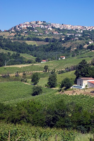 Greco vineyards below the town of Montefusco Avellino Campania Italy Greco di Tufo