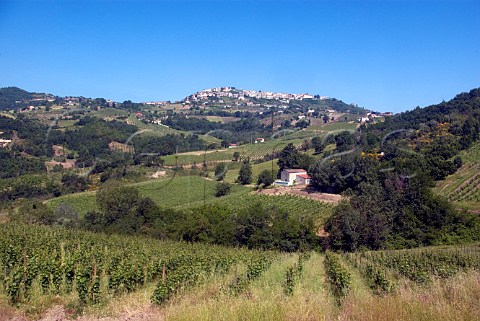 Greco Vineyards below the village of Montefusco Avellino Campania Italy   Greco di Tufo