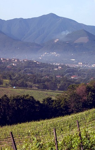 Pietracalda vineyard of Feudi di San Gregorio planted with Fiano  Sorbo Serpico Avellino Campania Italy  Fiano d Avellino