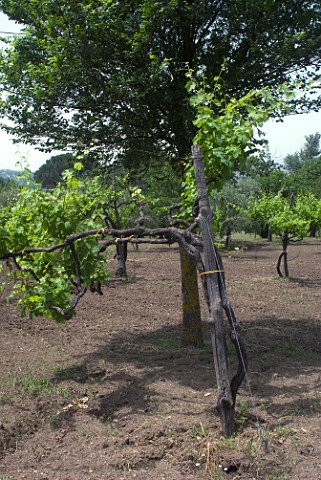 Traditional Aglianico vine trained on the pergola Avellinese system Taurasi Avellino Campania Italy   Taurasi