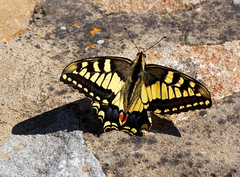 Swallowtail butterfly Olvera Sierra de Cdiz Andaluca Spain