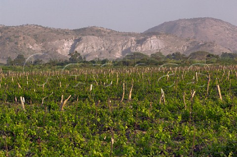 Vineyard of Awash Wine Company near Ziway Ethiopia