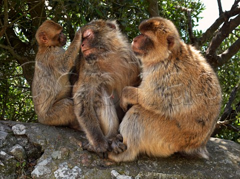 Barbary Macaques on the Rock of Gibraltar