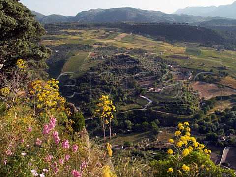 Vineyards and olive groves viewed from the hilltop town of Ronda Andaluca Spain