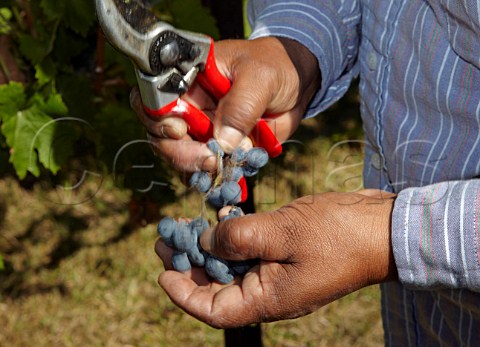 Picking Cabernet Franc grapes in vineyard of Veramar Berryville Virginia USA  Shenandoah Valley AVA