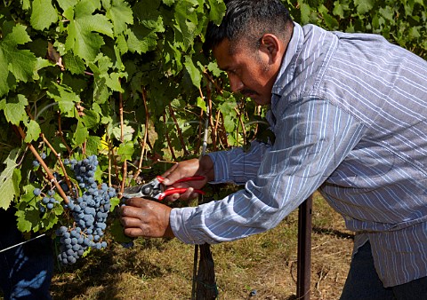 Picking Cabernet Franc grapes in vineyard of Veramar Berryville Virginia USA  Shenandoah Valley AVA