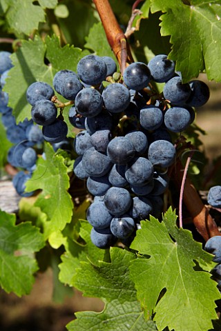 Bunch of Cabernet Franc grapes in vineyard of Veramar Berryville Virginia USA  Shenandoah Valley AVA