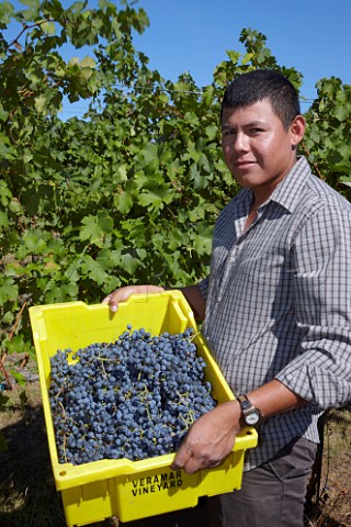 Picker with crate of Cabernet Franc grapes in vineyard of Veramar Berryville Virginia USA  Shenandoah Valley AVA