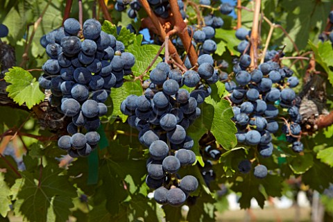 Cabernet Franc grapes in vineyard of Veramar Berryville Virginia USA  Shenandoah Valley AVA
