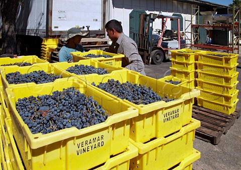 Crates of harvested Cabernet Franc grapes at Veramar winery Berryville Virginia USA  Shenandoah Valley AVA