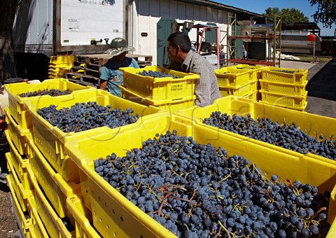Crates of harvested Cabernet Franc grapes at Veramar winery Berryville Virginia USA  Shenandoah Valley AVA