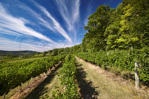 Nebbiolo vines of Breaux Vineyards Purcellville Virginia USA