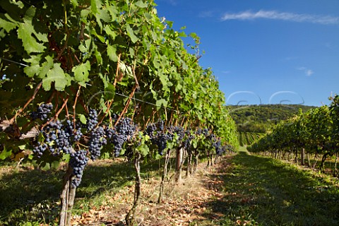 Cabernet Franc grapes of Breaux Vineyards Purcellville Virginia USA