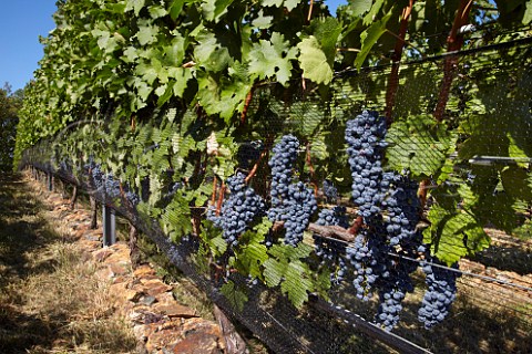 Cabernet Sauvignon grapes protected by bird netting at RdV Vineyards   Delaplane Virginia USA