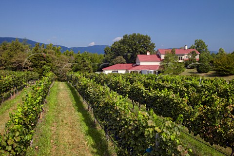 White Hall winery and vineyard with the Blue Ridge Mountains in distance  Crozet Virginia USA Monticello AVA
