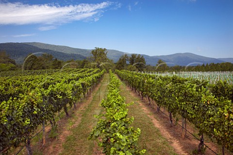 Gewrztraminer vineyard of White Hall with the Blue Ridge Mountains in distance Crozet Virginia USA  Monticello AVA