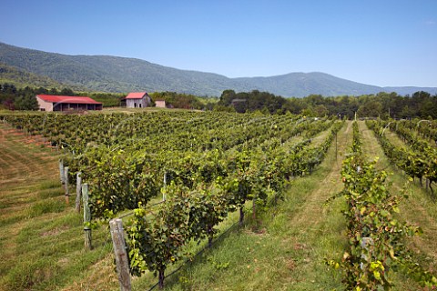 Chardonnay vineyard of White Hall with the Blue Ridge Mountains in distance Crozet Virginia USA  Monticello AVA
