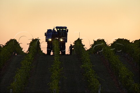 Machine harvesting of Cabernet Franc grapes before sunrise   Barboursville Vineyards Barboursville Virginia USA  Monticello AVA