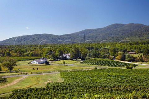 Veritas vineyards in the Blue Ridge Mountains at Afton Virginia USA    Monticello AVA
