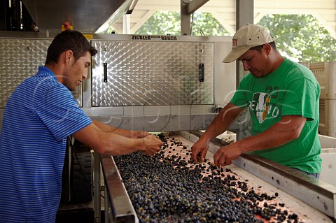Tannat grapes on the sorting table at Veritas winery Afton Virginia USA    Monticello AVA