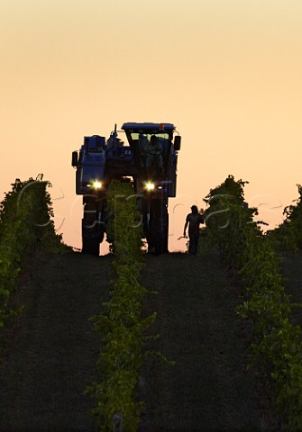 Machine harvesting of Cabernet Franc grapes before sunrise   Barboursville Vineyards Barboursville Virginia USA  Monticello AVA