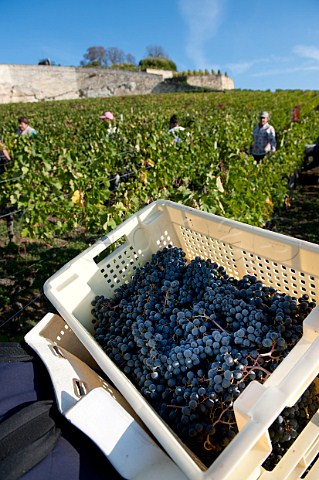 Harvesting Merlot grapes in vineyard of Chteau Ausone Stmilion Gironde France   Saintmilion  Bordeaux