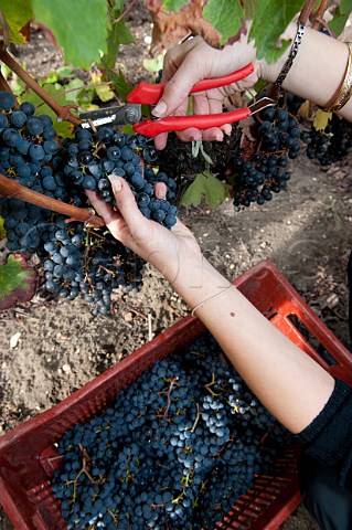Picking grapes in vineyard of Chteau dArsac Arsac Gironde France Margaux  Mdoc Cru Bourgeois Suprieur