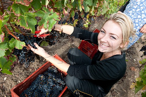 Picking grapes in vineyard of Chteau dArsac Arsac Gironde France Margaux  Mdoc Cru Bourgeois Suprieur