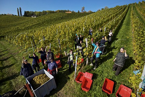 Harvesting Sauvignon Blanc grapes at Hochgrassnitzberg of Erich  Walter Polz Spielfeld Styria Austria   Sdsteiermark